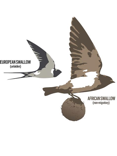 african vs european swallow